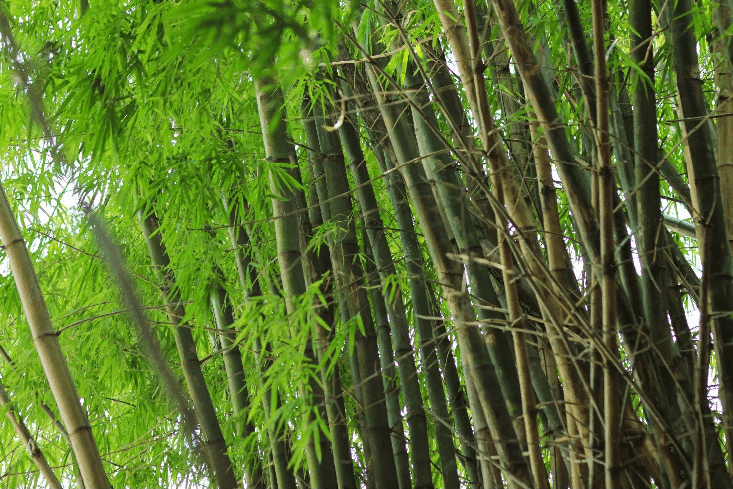 Bamboo forest