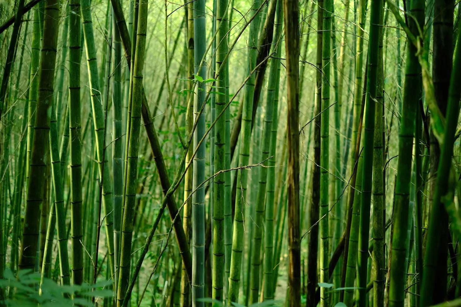 Bamboo trees